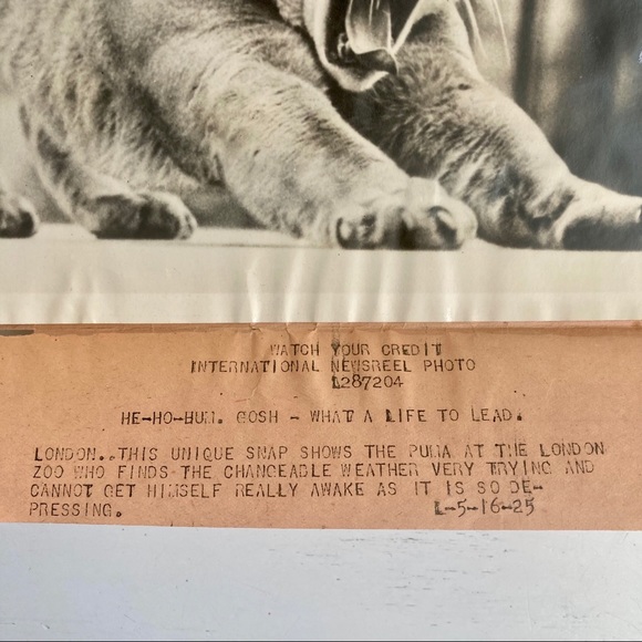 Vintage 1925 Press Photograph Puma in London Zoo - Picture 3 of 5